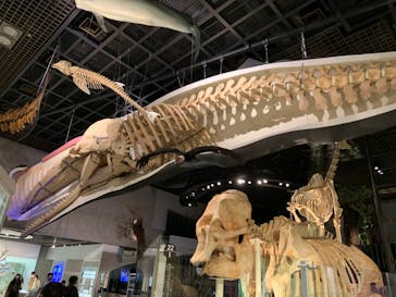 国立科学博物館に投稿された画像（2022/5/2）