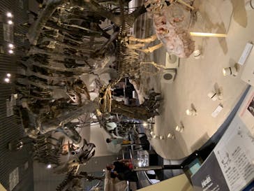 国立科学博物館に投稿された画像（2022/5/2）