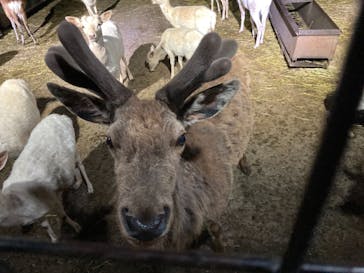 那須サファリパークに投稿された画像（2022/5/2）