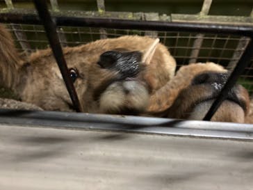 那須サファリパークに投稿された画像（2022/5/2）