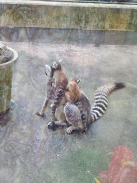 ネオパークオキナワに投稿された画像（2022/5/2）