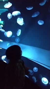 サンシャイン水族館に投稿された画像（2022/5/2）