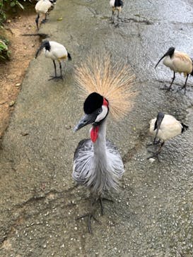 ネオパークオキナワに投稿された画像（2022/5/3）