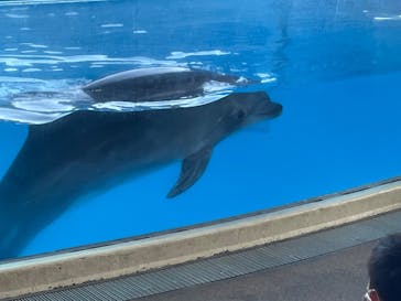 新江ノ島水族館に投稿された画像（2022/5/3）