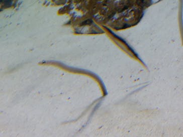 アクアワールド茨城県大洗水族館に投稿された画像（2022/5/3）