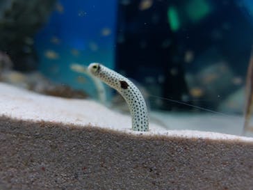 アクアワールド茨城県大洗水族館に投稿された画像（2022/5/3）