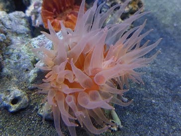 アクアワールド茨城県大洗水族館に投稿された画像（2022/5/3）