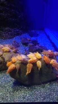 新江ノ島水族館に投稿された画像（2022/5/3）