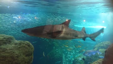 新江ノ島水族館に投稿された画像（2022/5/3）