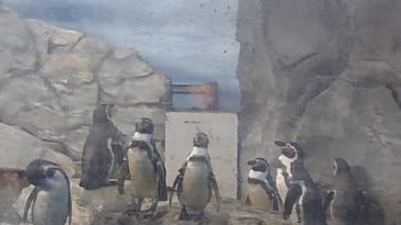 新江ノ島水族館に投稿された画像（2022/5/3）