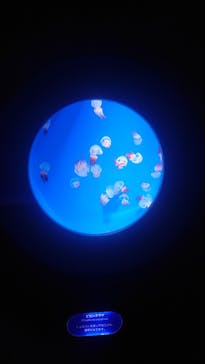 新江ノ島水族館に投稿された画像（2022/5/3）