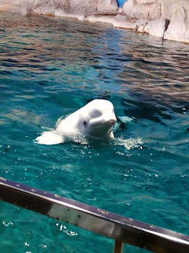 名古屋港水族館に投稿された画像（2022/5/3）