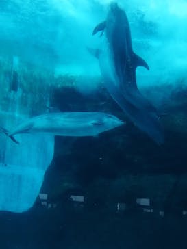 名古屋港水族館に投稿された画像（2022/5/3）