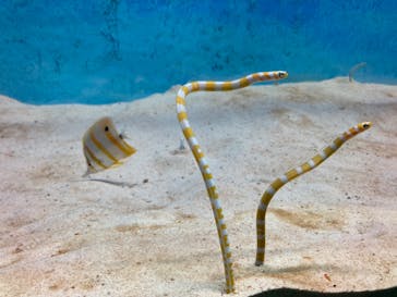 大分マリーンパレス水族館 「うみたまご」に投稿された画像（2022/5/3）