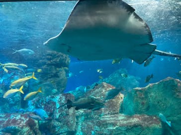 大分マリーンパレス水族館 「うみたまご」に投稿された画像（2022/5/3）