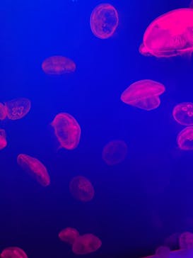 大分マリーンパレス水族館 「うみたまご」に投稿された画像（2022/5/3）