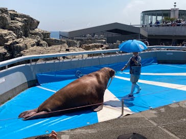 大分マリーンパレス水族館 「うみたまご」に投稿された画像（2022/5/3）
