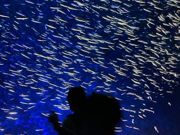 大分マリーンパレス水族館 「うみたまご」に投稿された画像（2022/5/3）