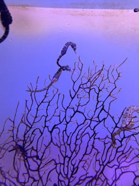 ゼロ距離水族館 伊勢シーパラダイスに投稿された画像（2022/5/3）