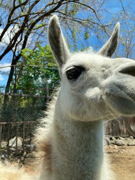 那須サファリパークに投稿された画像（2022/5/3）