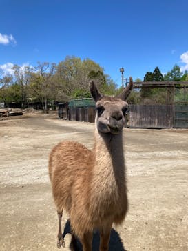 那須サファリパークに投稿された画像（2022/5/3）