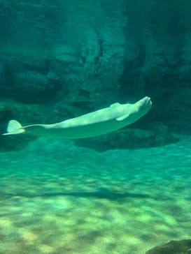 名古屋港水族館に投稿された画像（2022/5/3）
