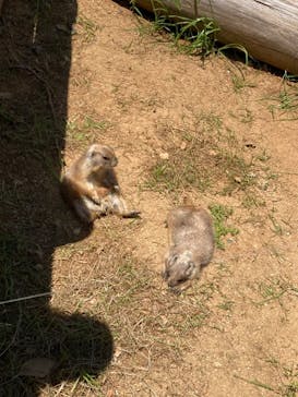 九十九島動植物園森きららに投稿された画像（2022/5/3）