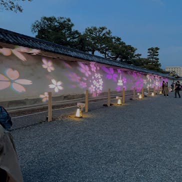 NAKED FLOWERS 2022 -桜- 世界遺産・二条城に投稿された画像（2022/5/3）