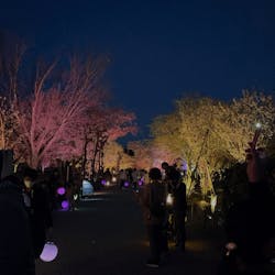 NAKED FLOWERS 2022 -桜- 世界遺産・二条城に投稿された画像（2022/5/3）