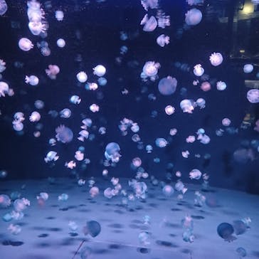 京都鉄道博物館×京都水族館に投稿された画像（2022/5/3）