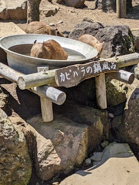 伊豆シャボテン動物公園に投稿された画像（2022/5/3）