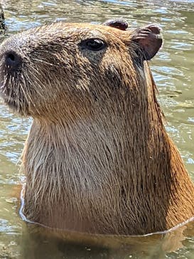 伊豆シャボテン動物公園に投稿された画像（2022/5/3）