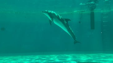 しながわ水族館に投稿された画像（2022/5/3）