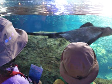 新江ノ島水族館に投稿された画像（2022/5/3）