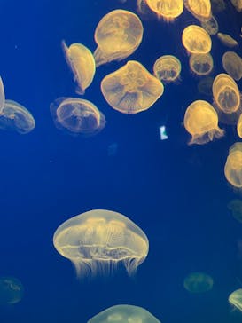 大分マリーンパレス水族館 「うみたまご」に投稿された画像（2022/5/3）