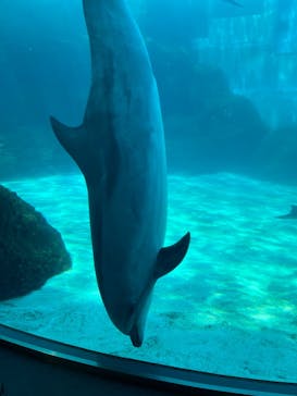 名古屋港水族館に投稿された画像（2022/5/3）