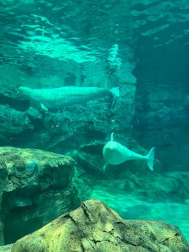 名古屋港水族館に投稿された画像（2022/5/3）