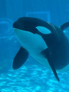 名古屋港水族館に投稿された画像（2022/5/3）