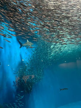 名古屋港水族館に投稿された画像（2022/5/3）