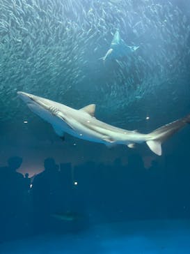 名古屋港水族館に投稿された画像（2022/5/3）