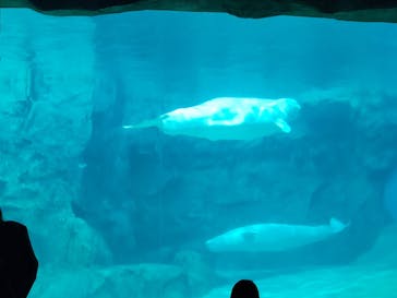 名古屋港水族館に投稿された画像（2022/5/3）