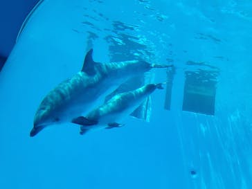 名古屋港水族館に投稿された画像（2022/5/3）