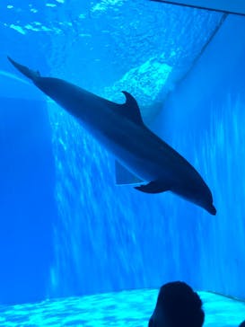 上越市立水族博物館 うみがたりに投稿された画像（2022/5/3）