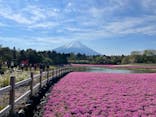 富士芝桜まつり(富士本栖湖リゾート)に投稿された画像（2022/5/3）
