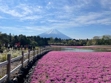 富士芝桜まつり(富士本栖湖リゾート)に投稿された画像（2022/5/3）