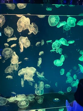 名古屋港水族館に投稿された画像（2022/5/3）