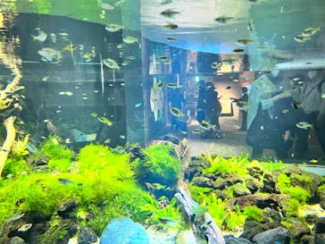 カワスイ 川崎⽔族館に投稿された画像（2022/5/3）
