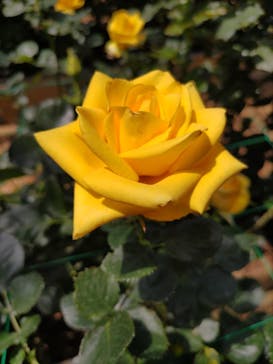 いばらきフラワーパークに投稿された画像（2022/5/3）