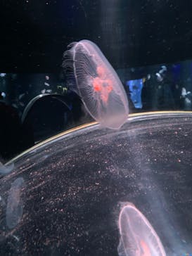 京都鉄道博物館×京都水族館に投稿された画像（2022/5/3）