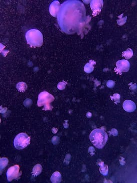 京都鉄道博物館×京都水族館に投稿された画像（2022/5/3）